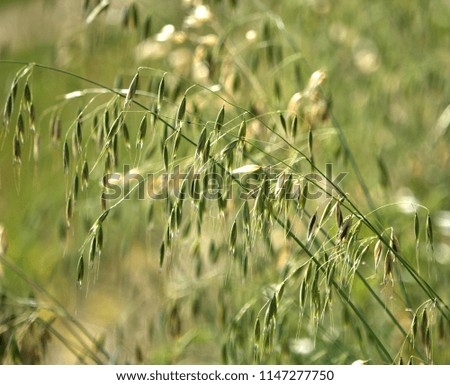Stems of oats with spikes on a blurry background