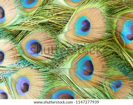 Naturally sourced, interwoven peacock (Pavo cristatus) iridescent tail feathers from the train with eyes from the coverts. England.