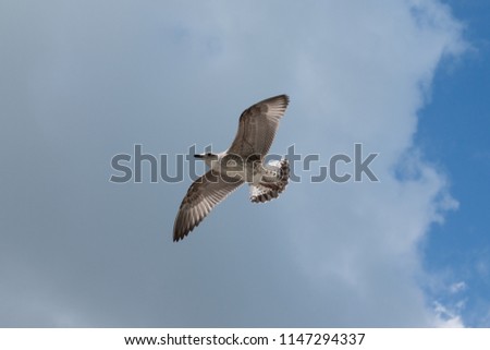 seagull in full flight in the sky wings spread