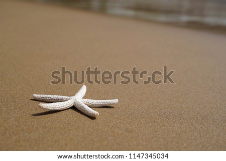 Sea star on beach sand