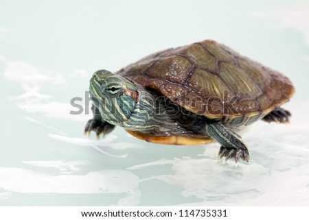Close-up of Water Turtle on the white stone