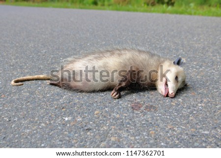 Wildlife roadkill and an adult opossum, the unfortunate victim to ever-increasing traffic in cities and highways. 