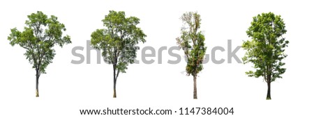 collection of isolated trees on white background, use for architectural design and decoration