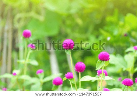 Round shape purple flower, Globe Amaranth, Bachelor Button, Gomphrena globosa, use for garland