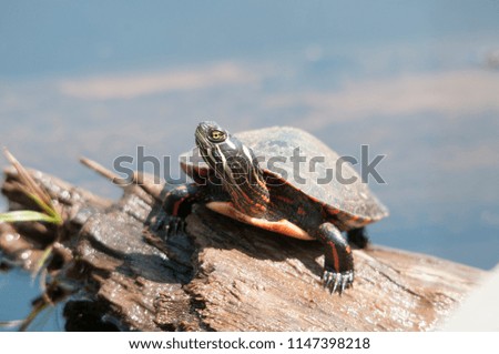 Painted turtle enjoying its surrounding.