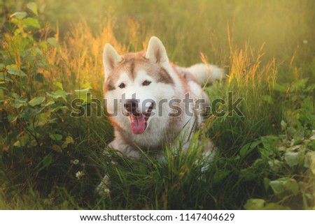 Portrait of gorgeous beige and white siberian husky dog with brown eyes lying in green grass on sunset background and yellow sunny backlight.