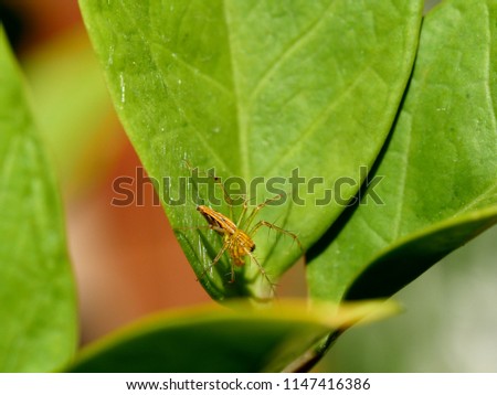 Closeup of small young garden ghost spider crawling on zanzibar emerald palm leaf background