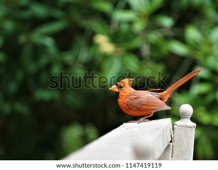 A single male cardinal bird perching on white wooden fence enjoys watching  and relaxing on the soft focus garden background, Summer in GA USA.