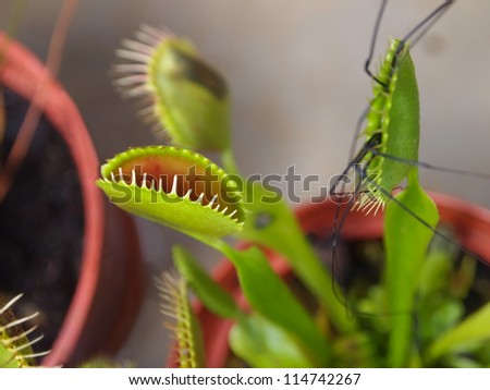 A Venus Fly Trap plant in action, with one lobe actually digesting a large spider, whose long legs can be seen flapping about, outside the trap. Closeup on cilia of an open lobe.