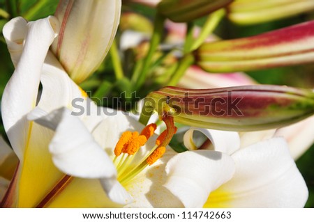 lily and an ant