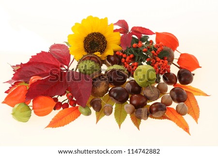Autumn composition with sunflower on isolated background