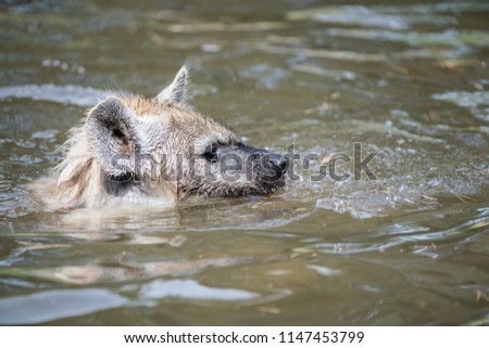 in the water there are two Hyena's playing and enjoying their dive