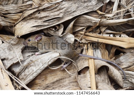 Rat on a pile of brown dried leaves, Mouse camouflage harmonize with the environment , Rodents that cause dirt and may be carriers of disease, Mice in view from above Royalty-Free Stock Photo #1147456643