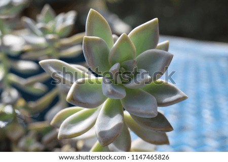 Beautiful potted succulent plants in patio container garden.