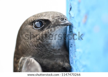 The Common Swift (Apus apus) is the swift which is more abundant in the cities and towns of Europe Royalty-Free Stock Photo #1147470266