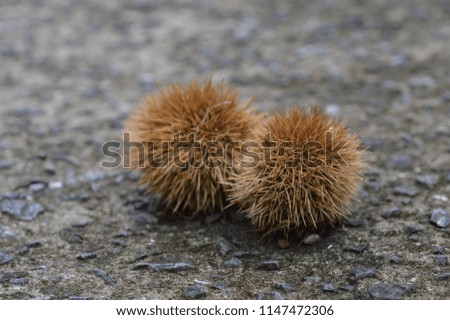 A crop of chestnuts

