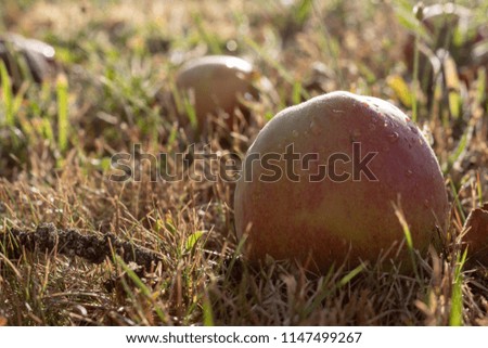 Single windfall apple on the ground in sunlight