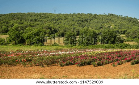 field of roses in the middle of the forest