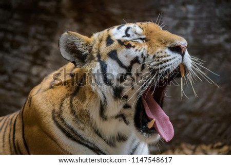 Siberian Tiger yawning