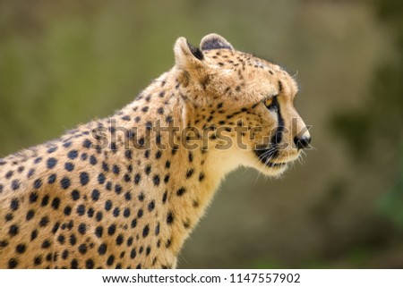 Closeup of a cheetah