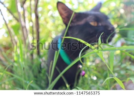 Blurred unfocus photo of black cat in natural green grass in bright sunlight