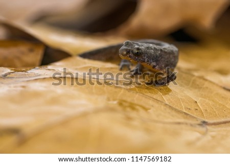 Freshly metamorphosed great crested newt sitting on leaf litter