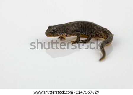 Freshly metamorphosed great crested newt sitting on a reflective white background
