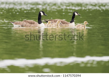 A family of canada geese swimming on a lake