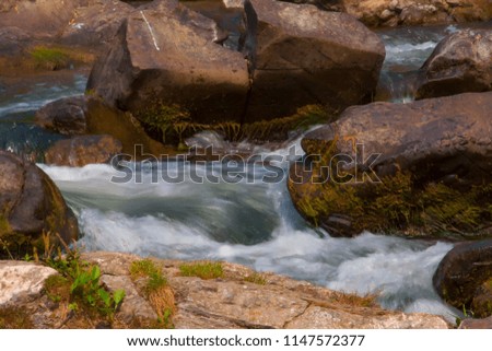 mountain river flows among green trees in the Carpathians