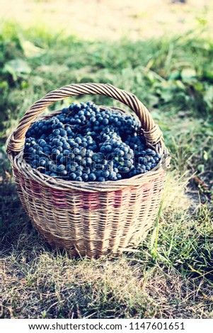 Dark grapes in a basket. Grape harvesting.  Red wine grapes. dark blue grapes, wine grapes in a basket.