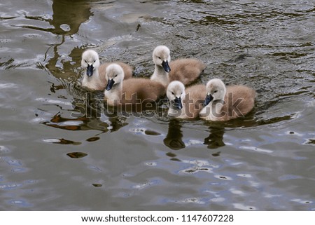 Five cute Mute swan signets swimming in water