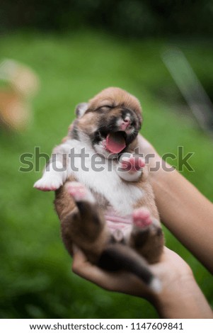 Newborn welsh corgi puppy