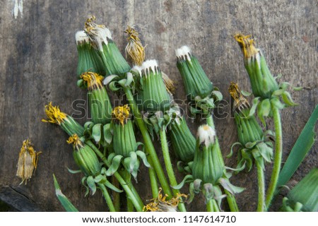 Green fresh plants with dandelions finished blooming on wooden background
