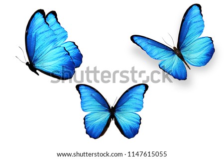 three blue butterflies isolated on white background Royalty-Free Stock Photo #1147615055