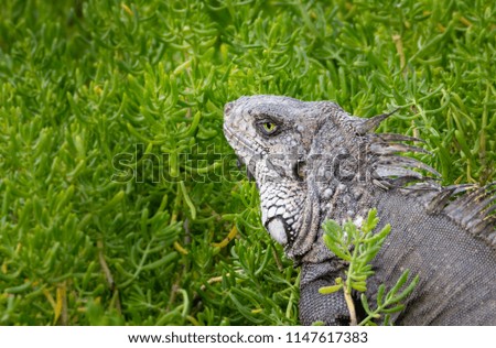 close up portrait of a green iguana
