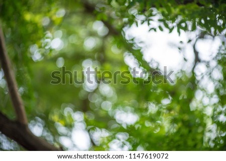 abstract,bokeh leaf pattern nature green background.