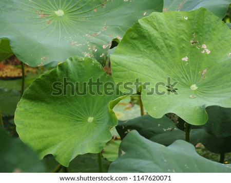 The bright green lotus in the lake.