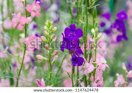 beautiful background with pink, purple and white flowers of delphinium annual (Delphinium consolida) Royalty-Free Stock Photo #1147624478