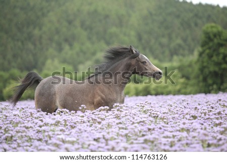 Nice arabian horse running in fiddleneck field