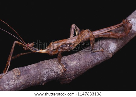 macro image of The Giant Prickly Stick Insect - Extatosoma tiaratum (Male)
