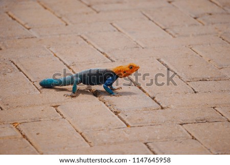 Clolorful lizard crossing the street.