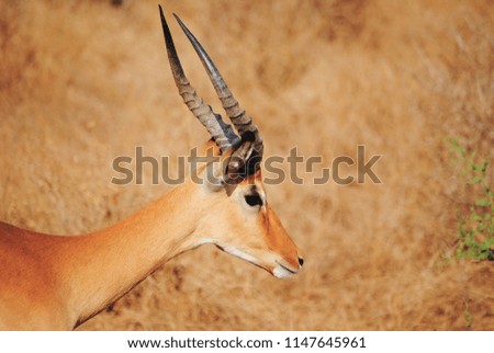 Picture of an antelope in the savannah.