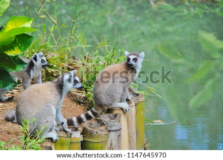 Picture of some lemurs in front of a river.