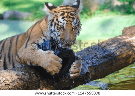 Tiger playing with a plastic wheel on a wooden trunk  