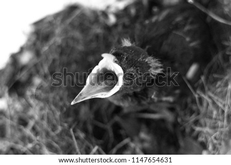 Little bird Crested myna. Birds in the nest. Black and white background.
