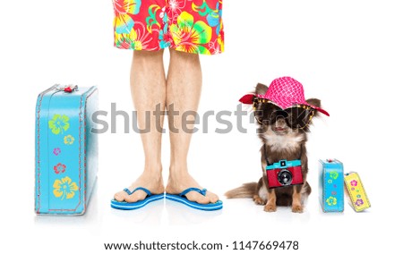 chihuahua dog and owner ready to go on summer vacation with luggage and flip flops isolated on white background