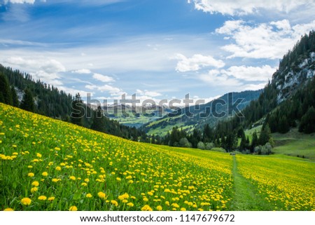 Yellow and Green Dandelion Field and Snowy Mountains with Blue sky and Clouds Royalty-Free Stock Photo #1147679672
