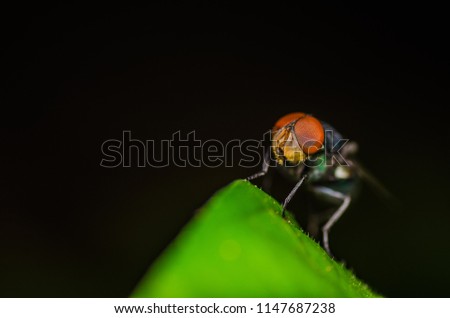 Close up of house fly on the leaf over the black background