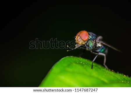 Close up of house fly on the leaf over the black background