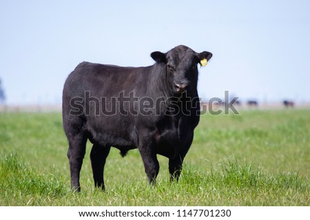 Farming Ranch Angus and Hereford Cattle Royalty-Free Stock Photo #1147701230